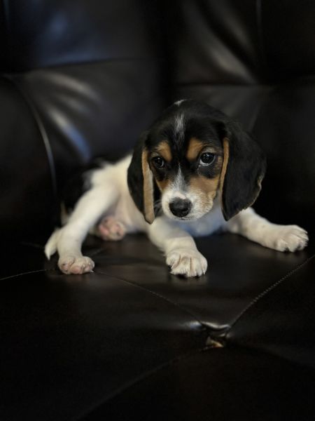 Beagle puppy