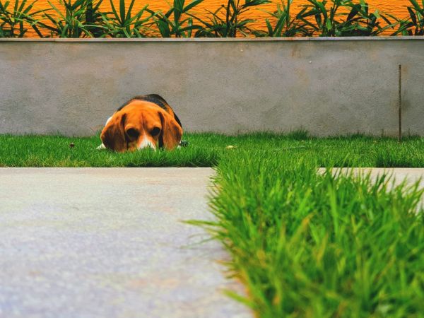 purebred beagle Canis lupus puppies for sale