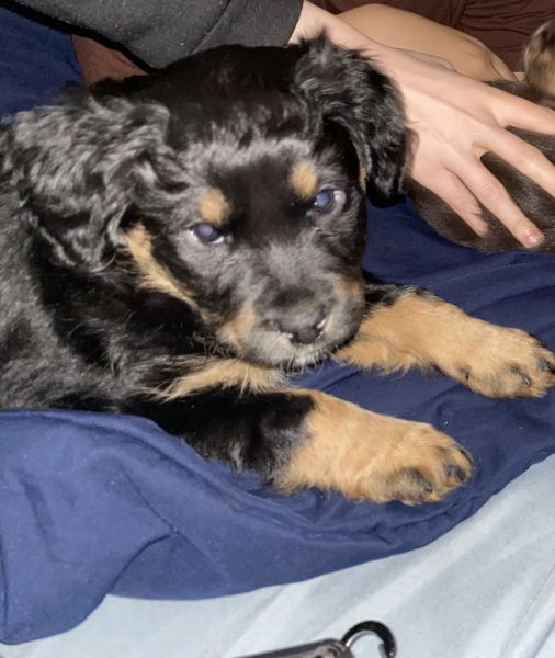 Beagle mix 11 wks old female