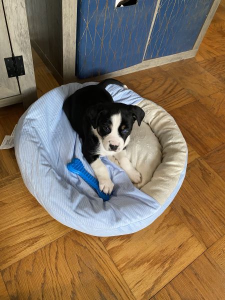 Beagle mix male pup 11 wks old