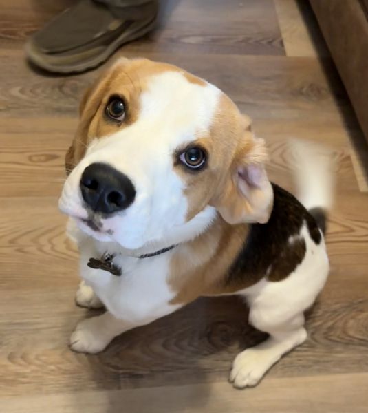 Male beagle -8 months old