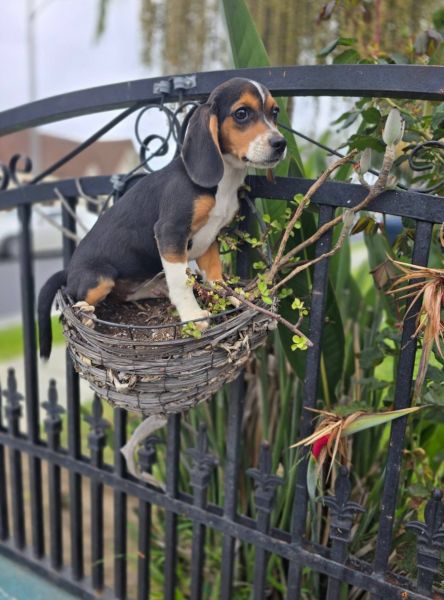 Hanna - Beagle. Great bloodlines.