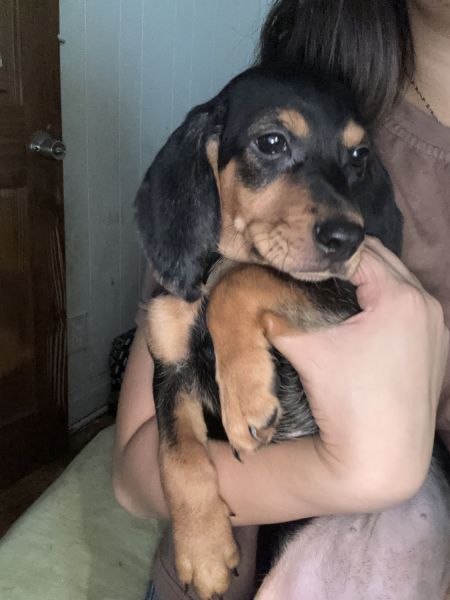 Dachshund mix with beagle