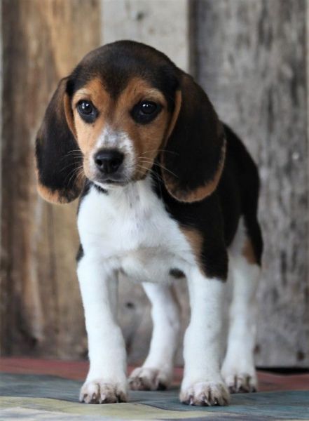 Adorable Beagle puppies