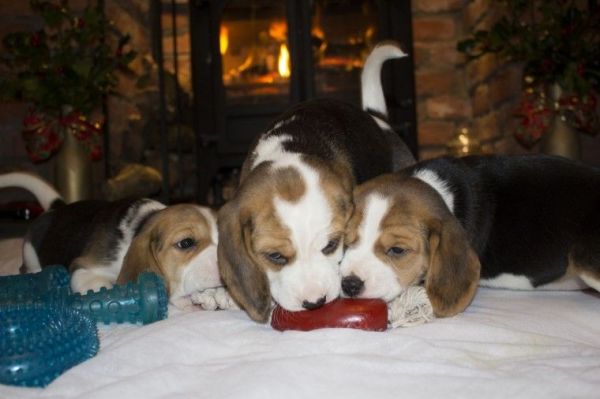 Beagle Puppies(***) ***-***2