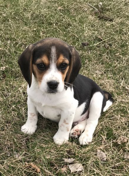 Beagle Male