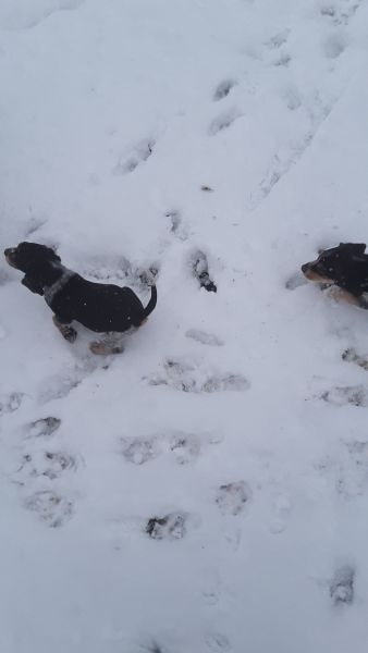 2 full blooded 9 weeks old beagle pups had firts shots