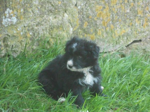 Bearded Collie Pups TEXT , ***