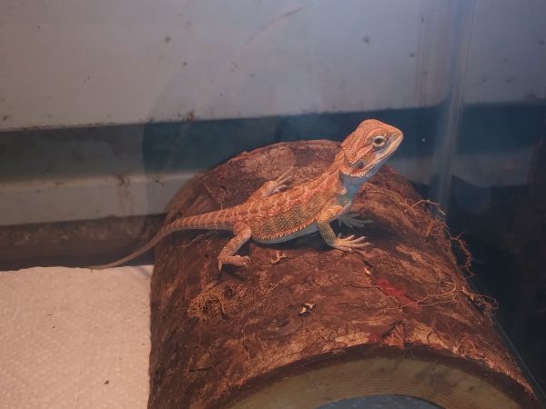 Juvenile bearded dragon
