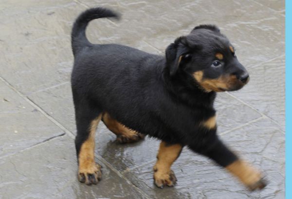 Beauceron Puppies For Sale