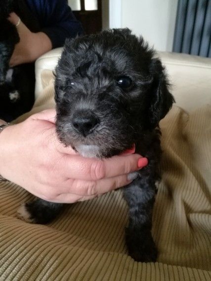 Blue Bedlington Terrier Pups .2 Dogs Left
