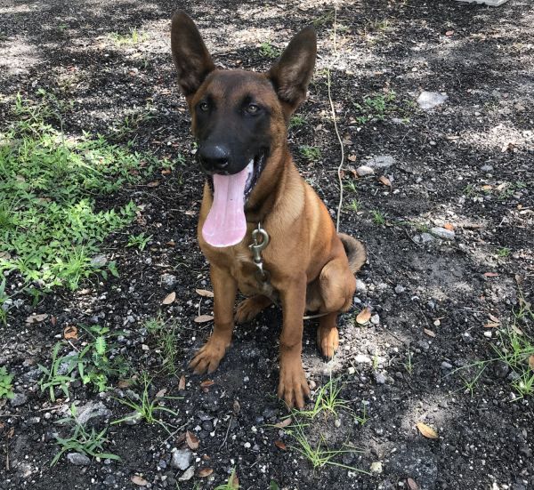 Belgian Malinois