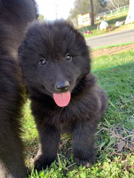 Groenendale belgian sheepdog