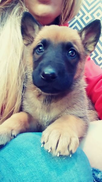 Belgian Malnios puppies