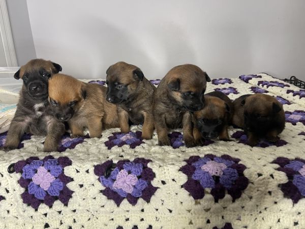 Malinois Gorgeous Puppies