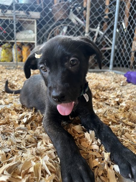 9 week old Belgian Malinois / Mastiff Puppy’s