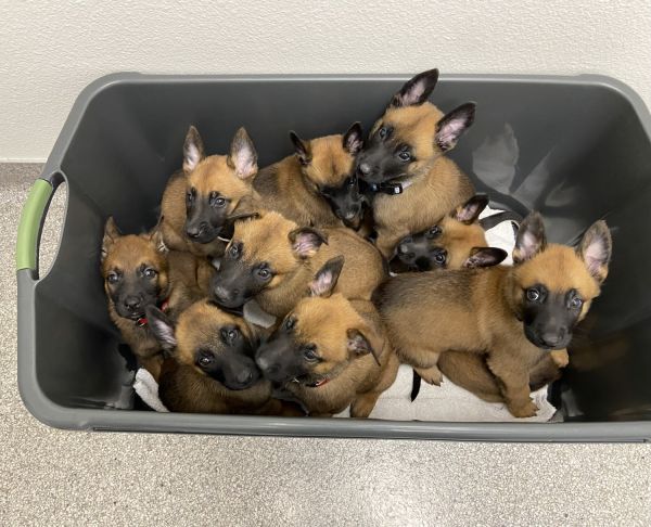 Belgian malinois puppies