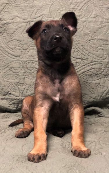 Belgian Malinois Puppies
