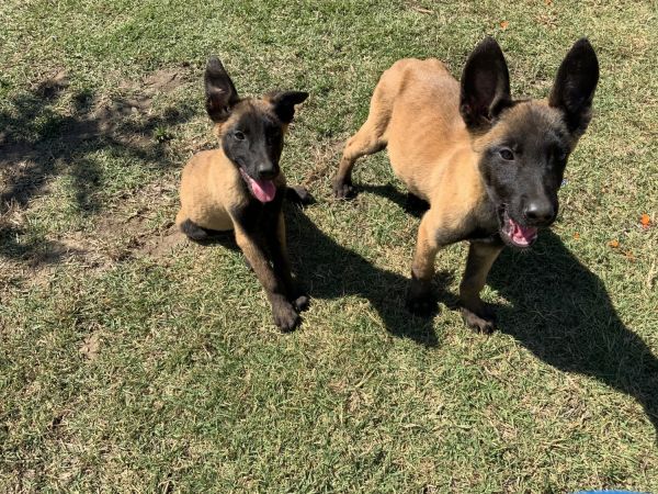 Belgian Malinois