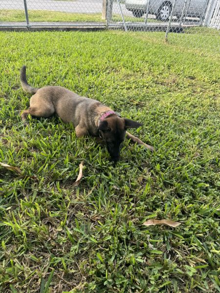 6 Month Belgian Malinois