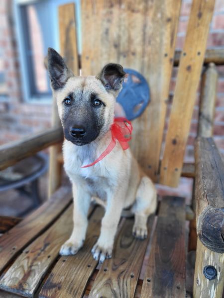 Belgian Malinois puppies