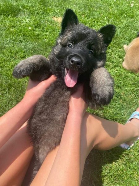 Belgian Malinois puppies!!