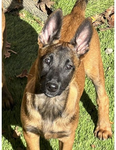 Belgian Malinois 11 week Puppies