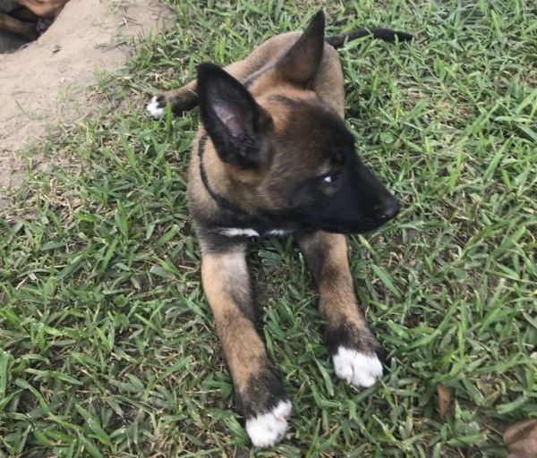 Female Belgian Malinois 6mo.