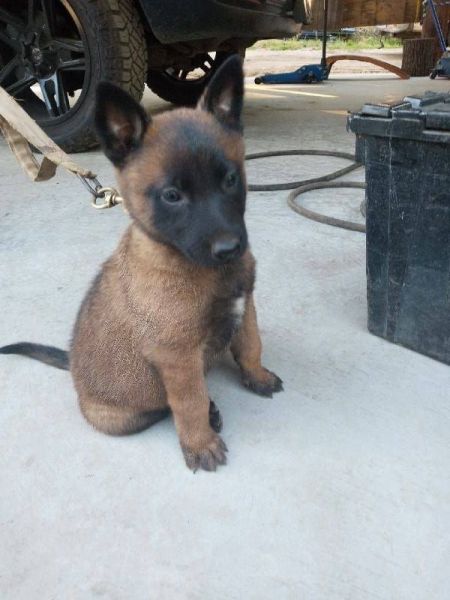 Belgian Malinois