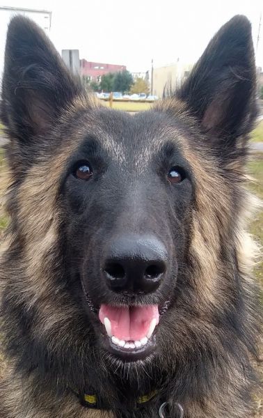 Female Belgian shepherd 9 months old.