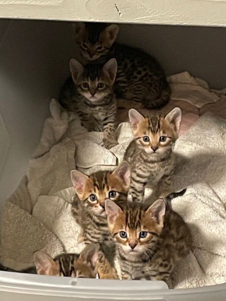 Bengal kittens