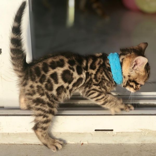 Awaw Bengal kittens kouyhs