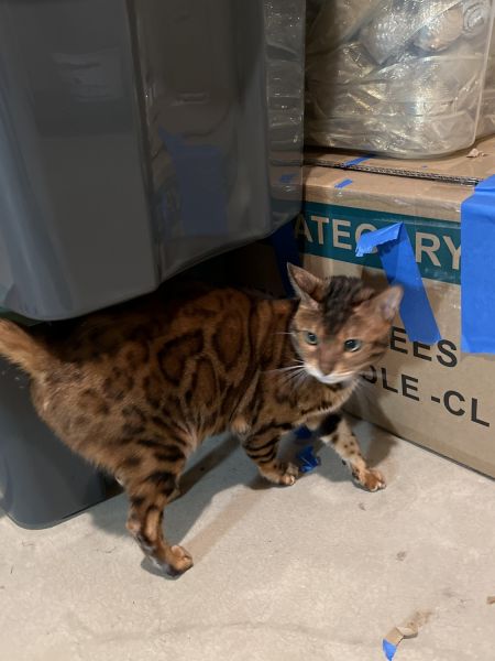 Rizzo is a 4.5 year old bengal