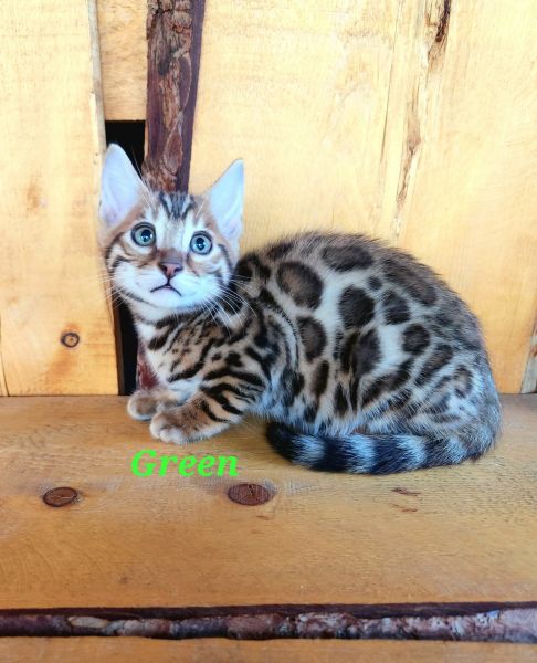 TICA reg Bengal kittens