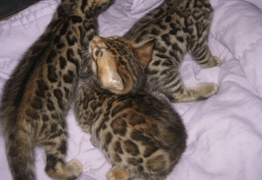 Bengal Kittens
