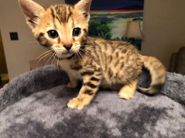 Brown Bengal Kitten Gem