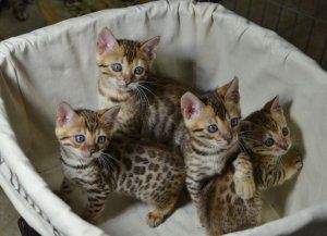 Bengal kittens for sale