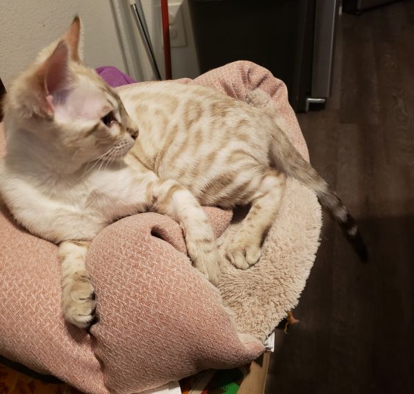 Snow Bengal kitten