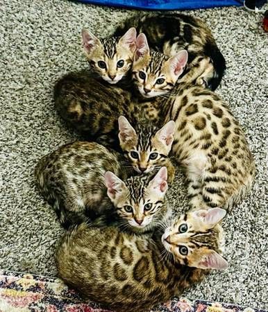 Bengal kittens