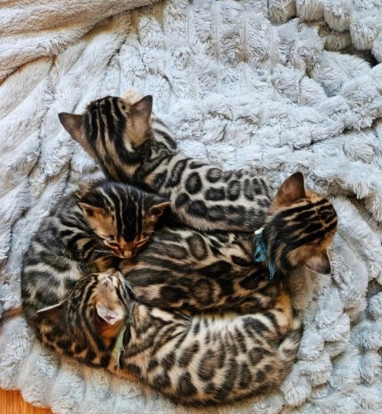 Bengal kittens