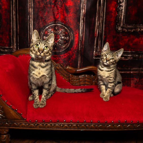 ❤️BENGAL KITTENS READY FOR ADOPTION❤️