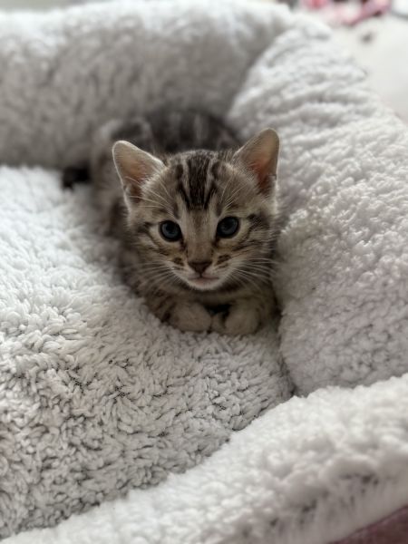 Bengal kitten