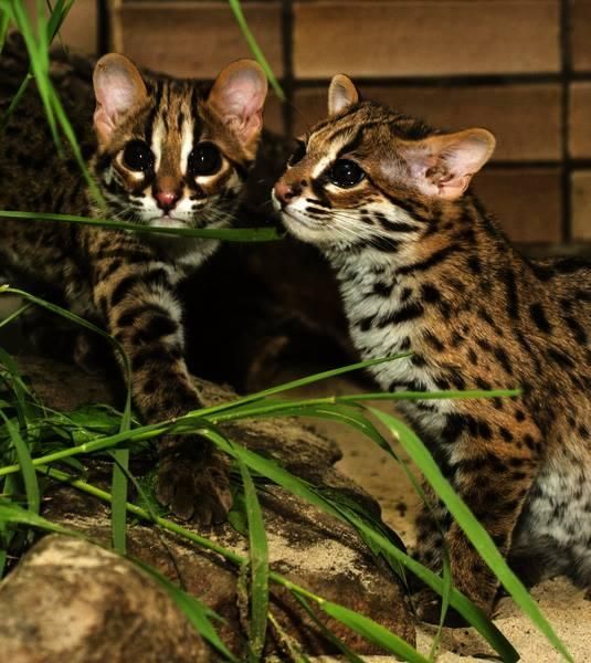 lovely kittens for sale