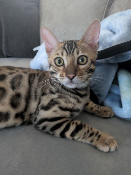 TICA Bengal Kittens