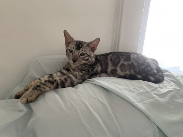 Included shots in vaccine card