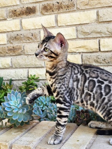 TICA registered bengal kittens