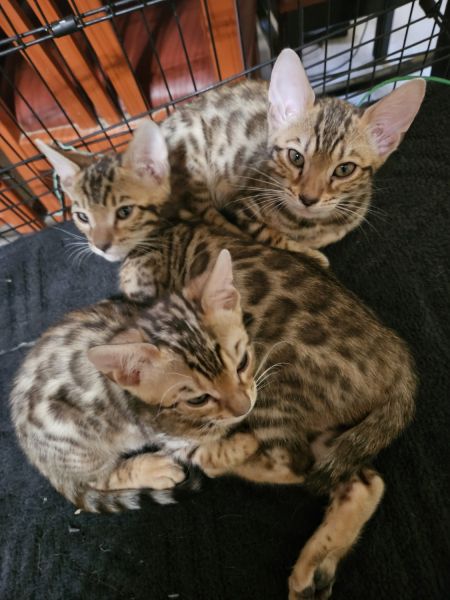 Bengal Kittens