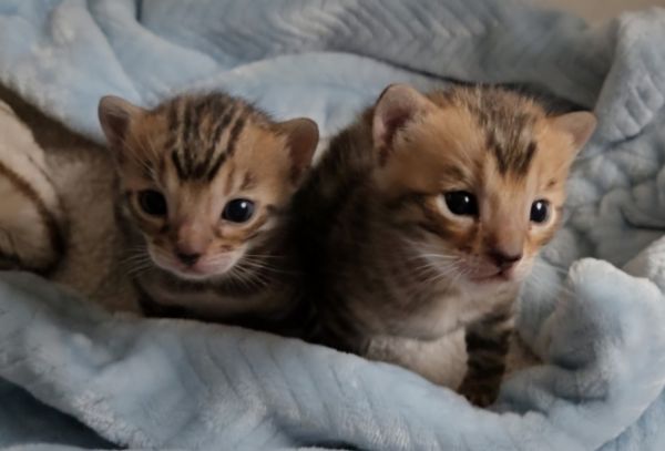 Male Bengal Kitten