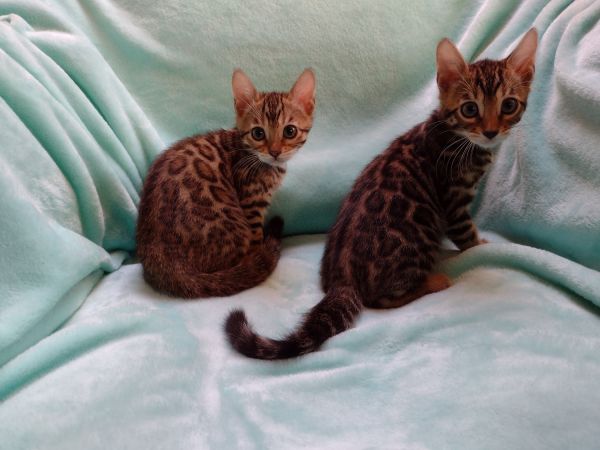 Bengal Kittens