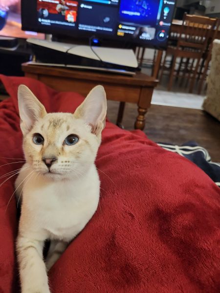 4 bengal snow linx 3 male 1 femelle